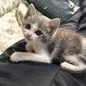 4代目　保護猫のわたげ♀