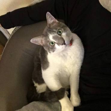 3代目　保護猫　ちび♂(でぶです)