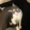 3代目　保護猫　ちび♂(でぶです)