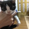 可愛すぎる子猫ちゃん サムネイル4