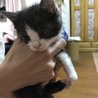 可愛すぎる子猫ちゃん サムネイル5