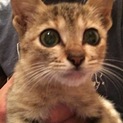 里親募集中！愛嬌満点の可愛い子猫！