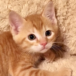 推定9月7日生まれ！茶トラの杏（あんず）くん