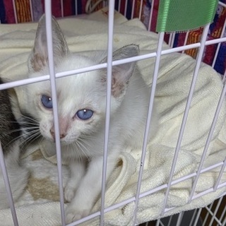 青い目の女の子（再募集）