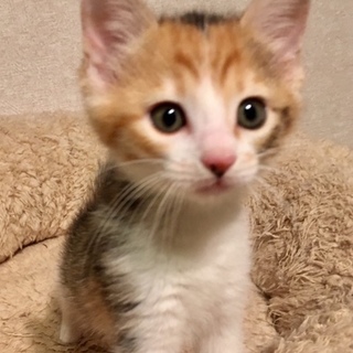 推定9月7日生まれ！三毛猫の桐（きり）ちゃん