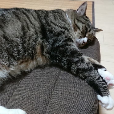 座卓に、ちょっとした椅子を購入。福にゃんのお気に入りの場所になっちゃいました。