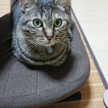 ひまわりも、気に入ってくれたみたい。たまには、おかーちゃんにもにも貸してね～！