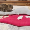 まほうた