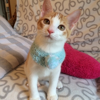 ハイパー元気な5きょうだい☆茶白男子にのみん