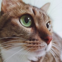 獣医大学の学園祭❤️毎年恒例3日連続大譲渡会❤️是非いらしてくださいね。