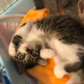 可愛い子猫★キジ白（黒）★大きなキリリとした目★
