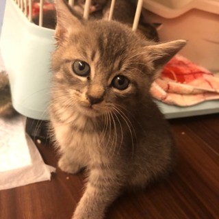可愛い子猫★グレー★少し短い足がキュート★