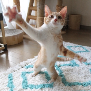 ハイパー元気な5きょうだい☆茶白男子おー