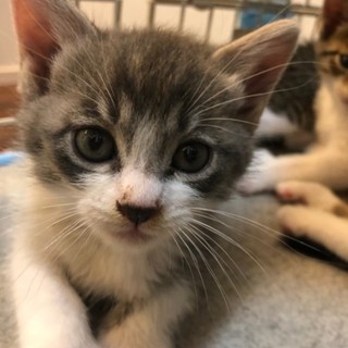 可愛い子猫★白グレー★甘えん坊で元気★