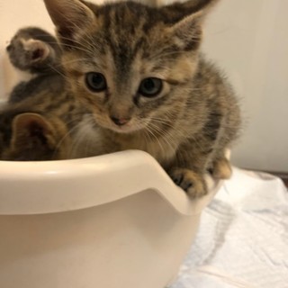 可愛い子猫★キジトラ（茶色）★かわいい女の子