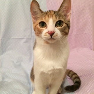 ハイパー元気な5きょうだい☆縞三毛すみれ