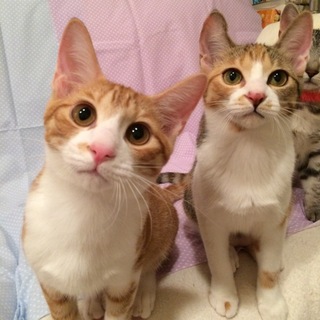 ハイパー元気な5きょうだい☆茶白男子マサキ