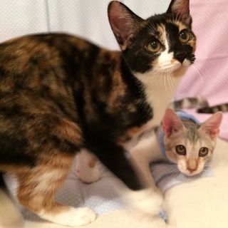 ハイパー元気な5きょうだい☆黒三毛もも