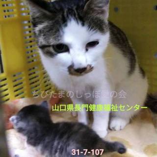 出産直後の人馴れ親子が持ち込み収容です(TT)