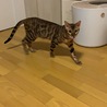 の写真
