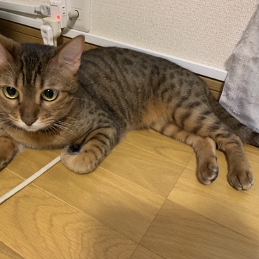 nicoの写真