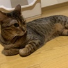 の写真