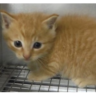 里親様に迎えられました。子猫♂243