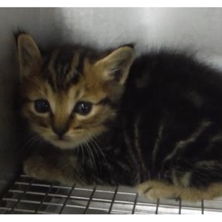 里親様に迎えられました。子猫♂244