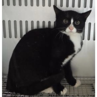 団体様より引き出し。成猫 245