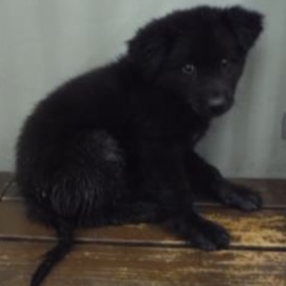 里親様に迎えられました。子犬♂246