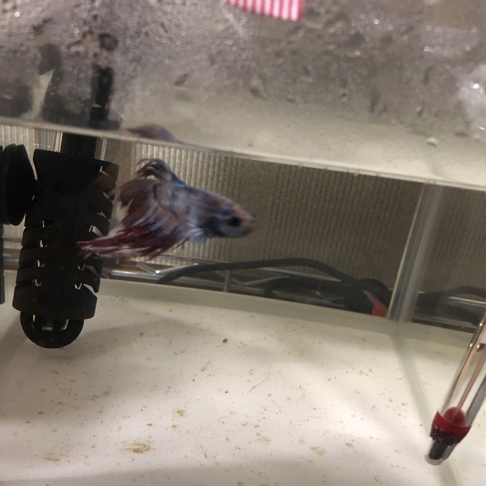 ヒメ（仮）のカバー写真