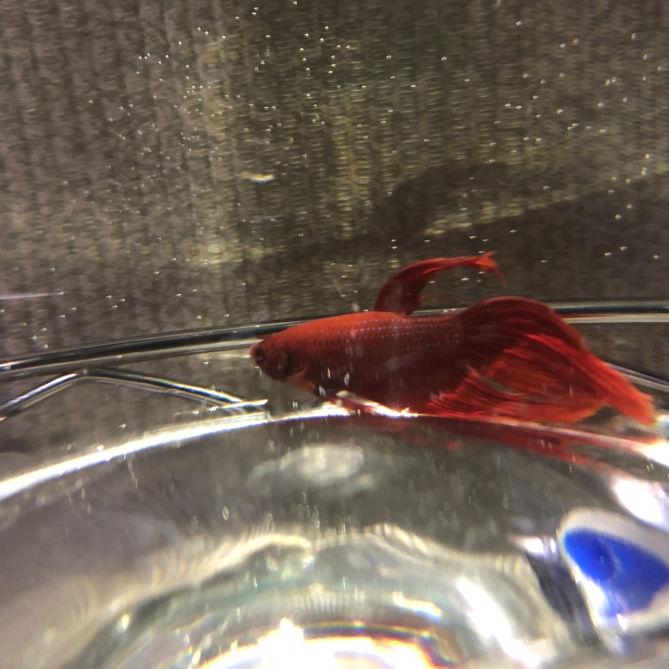 チビ（仮）のカバー写真