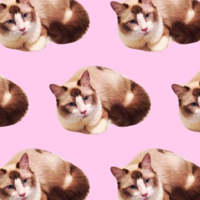 爆走バブちゃんのカバー写真