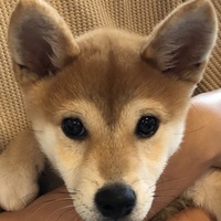 茶々