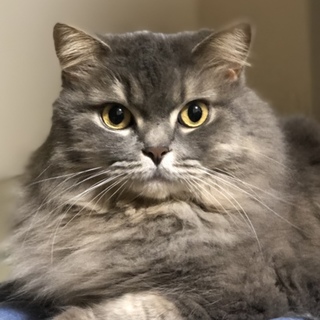 【スコティッシュフォールド】里親募集！