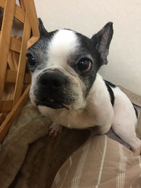み に慣れ 確かな フレンチ ブルドッグ 引退 犬 Dcu Jp
