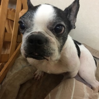 引退犬フレブル かけるくん/有難うございました！