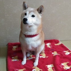 秋田犬発祥の地*大館〜十和田へ