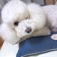 ノエル