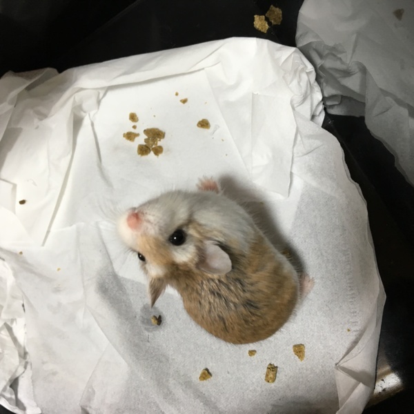 ロボロフスキーハムスター オス 兵庫県 小動物の里親募集 ペットのおうち 月間利用者150万人