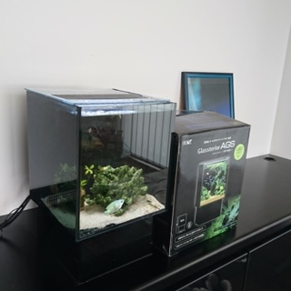 熱帯魚1匹&水槽