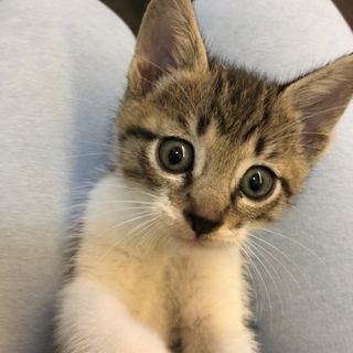 可愛い子猫★キジ白（うす茶）★甘えん坊でワンパク★