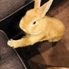 ミニうさぎ♀もう時期生後1年間半 サムネイル6