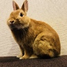 ミニうさぎ♀もう時期生後1年間半 サムネイル5