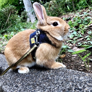 ミニうさぎ♀もう時期生後1年間半