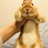ミニうさぎ♀もう時期生後1年間半 サムネイル3