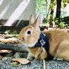 ミニうさぎ♀もう時期生後1年間半 サムネイル4
