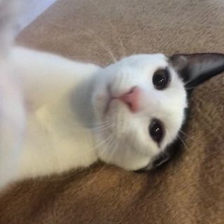 犬ＯＫ☆遊ぶ姿が個性的なのぼる