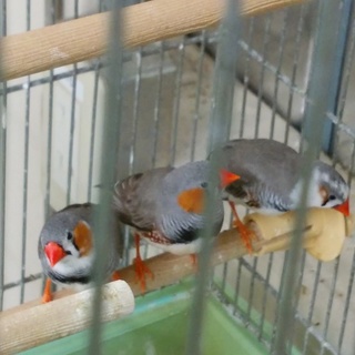 キンカチョウの里親さん募集します