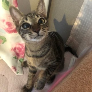 猫も人間も好き！ゴロゴロすりすりムッチ